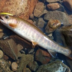 夏のアマゴは難しい